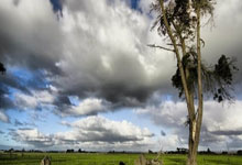 巴西队新秀表现抢眼赢得赞誉